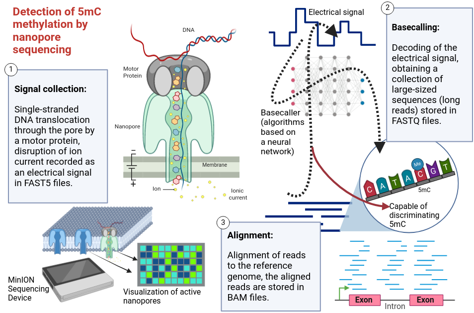 nanopore